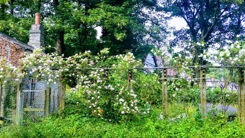 20180610_160551-effects1